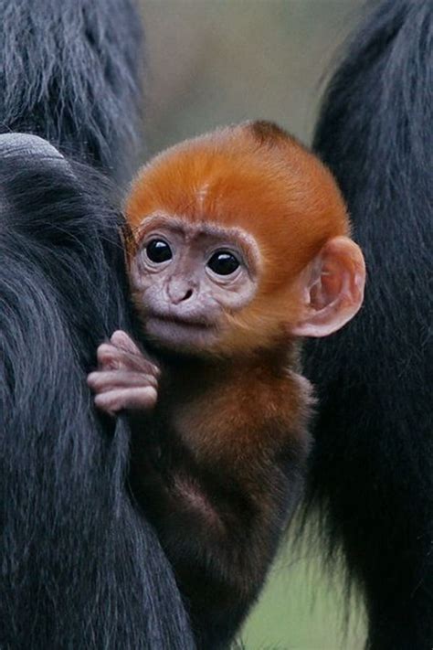 cute monkey pictures